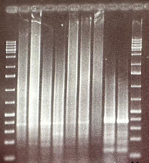 Fig. A: A couple of samples that seemed to be positive