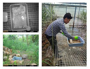 On the left are two sites on the Riems Island: the sentinel cage (top), the forest site (bottom), and P. Kiju collecting samples (right).