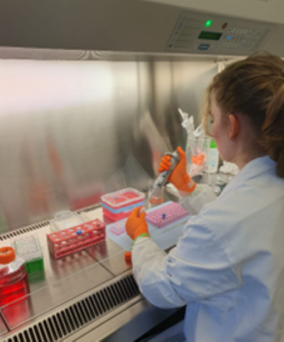Hier infizieret M. Böhm angezüchteten Zellen mit einem rekombinanten Cedar-Virus.