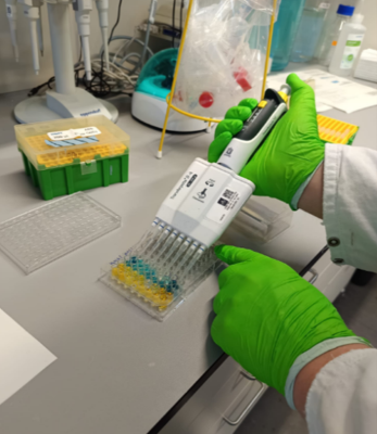 C. Timmer arbeitet am seinem ELISA.