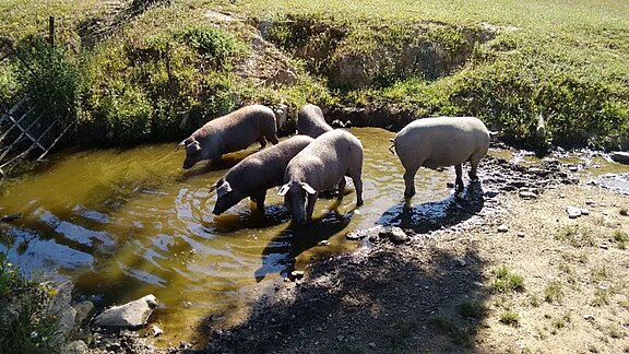 Abbildung 1: Iberische Schweine in extensiver Haltung (Oktober bis Februar) in Südwesten Spaniens (Foto: S. Castro-Scholten).