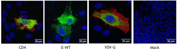 Immunofluorescence staining WNV Envelope protein in compare to CD4 and VSV-G.