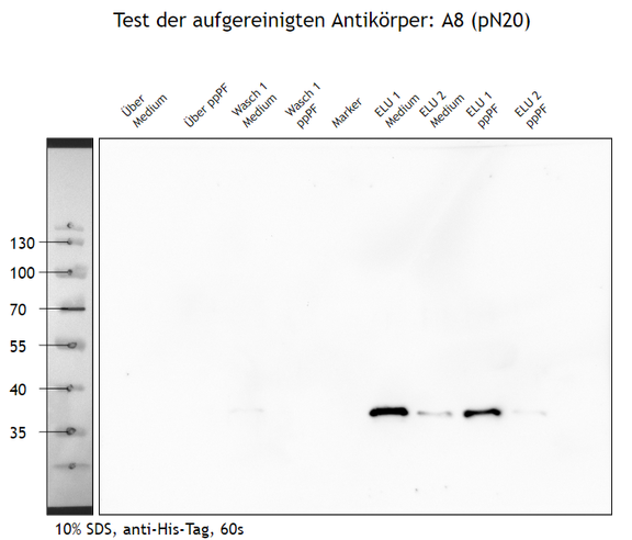 Abb.1: Aufgereinigter Antikörper gegen das Usutu-Virus – Western-Blot.