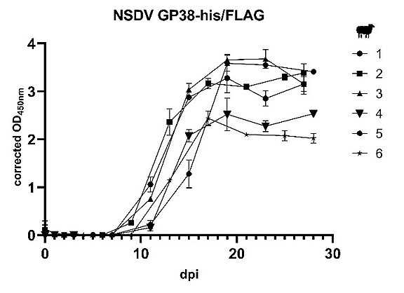 Abbildung 2: Serumproben von NSDV-infizierten Schafen wurden zu unterschiedlichen Zeitpunkten nach der Infektion(dpi) im neu-etabliertem indirekt-ELISA, der auf dem NSDV GP38-Protein basiert, getestet. Dabei konnten spezifische Antikörper gegen das NSDV GP38-Protein in den Seren der infizierten Schafe nachgewiesen werden. (Bost C. et al. 2025. Immunogenicity of NSDV GP38 and the role of furin in GP38 proteolytic processing. J Virol 99:e00537-25.DOI 10.1128/jvi.00537-25 )