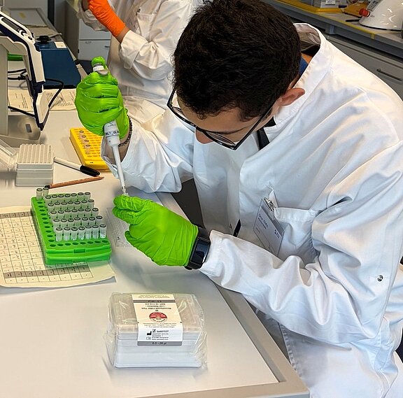 O. Yıldız pipetting plasma samples of pike to measure haptoglobin concentrations.