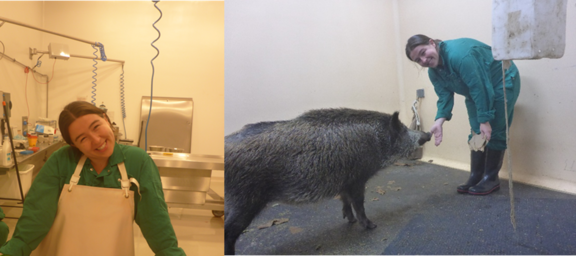 Links: R. Bölz in der Sektionshalle (Bild: Theresa Holzum), Rechts: R. Bölz mit dem Wildschwein (Bild: Dr. Sandra Blome)
