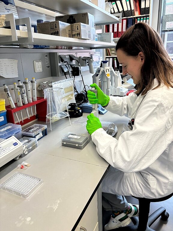 Beim Pipettieren von Plasmaproben für einen ELISA zum Test auf Hepatitis E-Viren