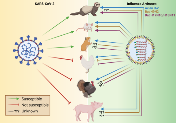 Abbildung 1: Tiermodelle für Forschung an Influenza A Viren und SARS-CoV-2