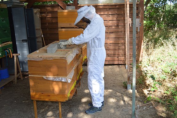 Constantin Lorenz bei der Arbeit am Bienenstock