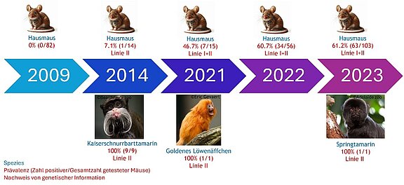 Die Abbildung zeigt die Ergebnisse der Untersuchungen der Hausmäuse sowie der erkrankten und verstorbenen Neuweltaffen. Während im Jahr 2009 keine LCMV-positiven Hausmäuse im Zoo gefunden worden sind, wurde bei einem Erkrankungsausbruch im Jahr 2014 das Virus erstmals nachgewiesen. Bei den folgenden Untersuchungen in den Jahren 2021 bis 2023 wurden weitere Erkrankungsfälle dokumentiert, die alle auf die genetische Linie II des Virus zurückzuführen waren, während in den Hausmäusen die Linien I und II sowie Koinfektionen und eine Reassortante nachgewiesen werden konnten.