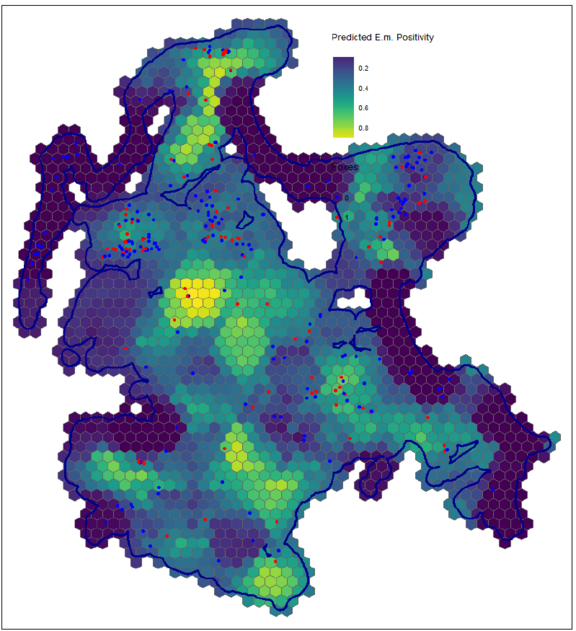 Fig. 1: Predicted probability of Echinococcus multilocularis positivity in red foxes across Rügen Island using spatial epidemiological modelling. The map shows the model-predicted distribution of fox infections overlaid with actual fox sample locations (red = positive, blue = negative). Areas with higher predicted values may represent potential hotspots