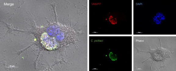 Chlamydien infizierter Makrophage